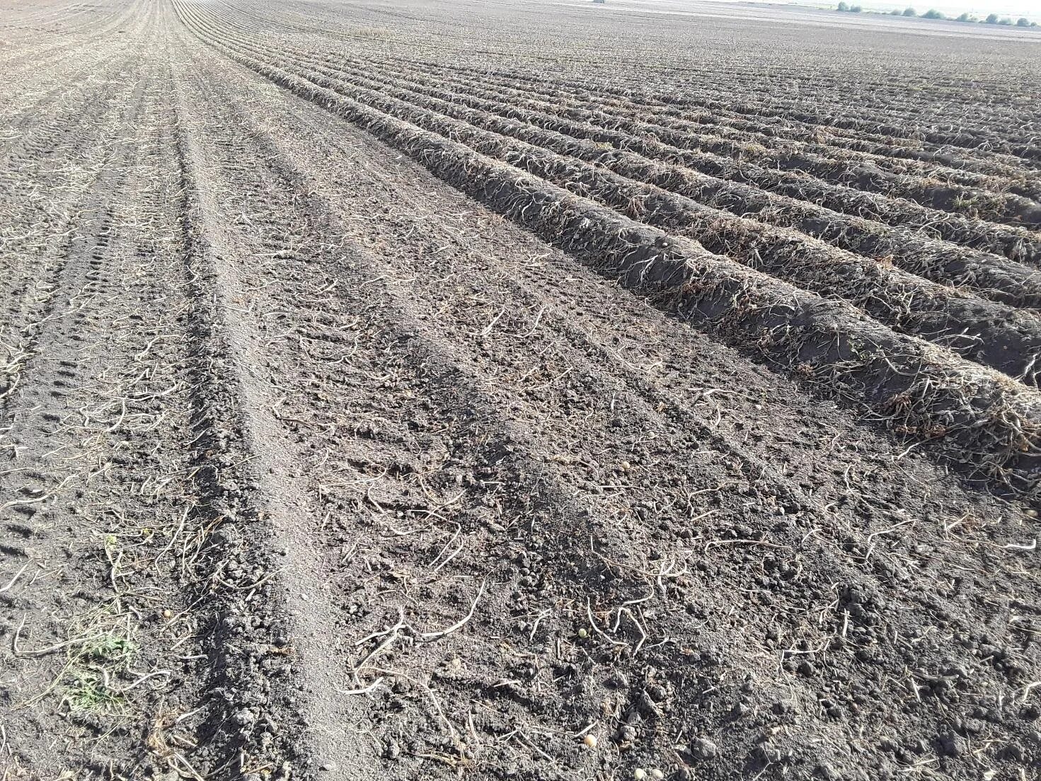 Поле 20 гектаров. 20 гектаров картофеля. 20 гектаров картофеля. У фермера отняли урожай. 20 гектаров картофеля.