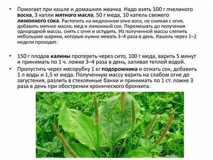 Как заваривать подорожник от кашля