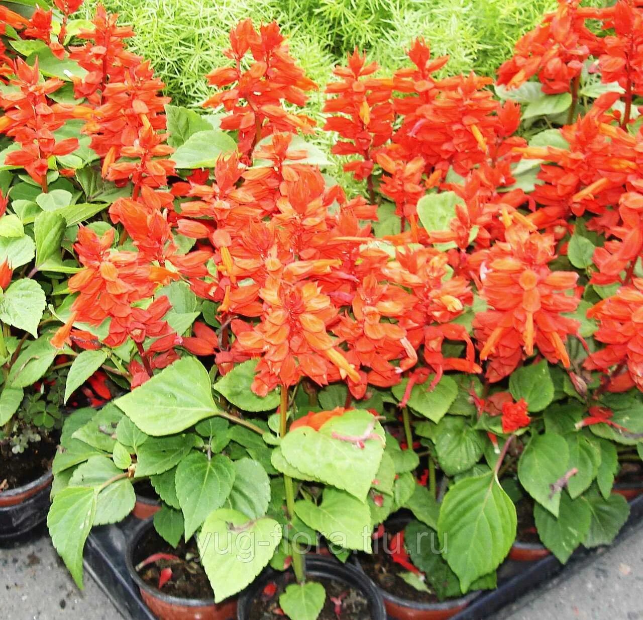 Сальвия посадка цветов на рассаду когда. Сальвия кассиопея. Сальвия рассада всходы. Сальвия розовый монарх. Сальвия сверкающая рассада.