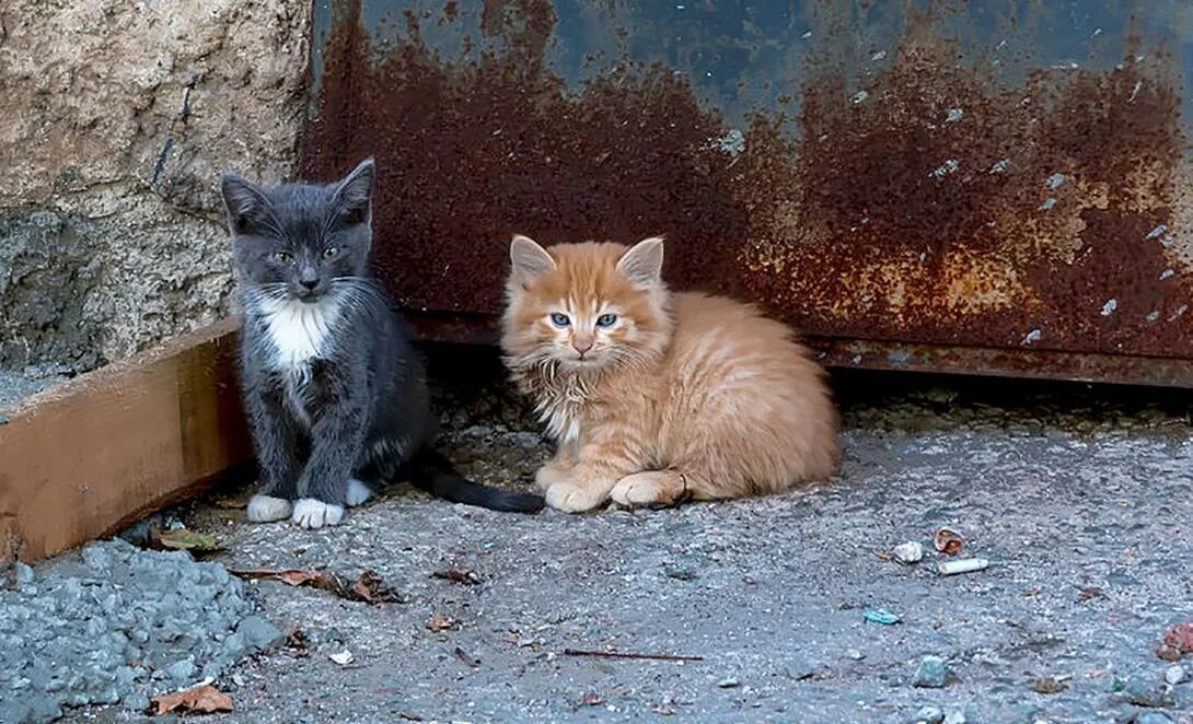 Подобрала кошку улицы. Брошенный котенок. Бездомные котята. Бездомный кот на улице. Брошенные котята на улице.