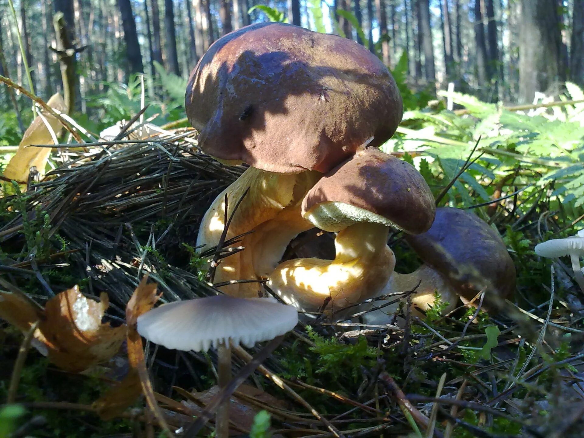 Боровой масленок. Боровики грибы Лужский район. Боровые маслята фото. Гриб Боровой масленок.