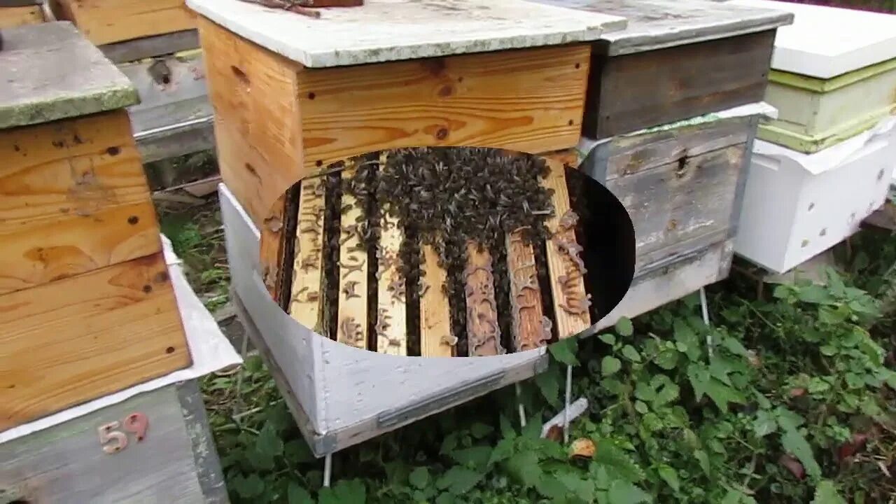 Пчелы после зимовки что делать. Подготовка пчел к зимовке. Подготовка пчелиных семей к медосбору. Подготовка рамок для пчёл. Обработка ульев.