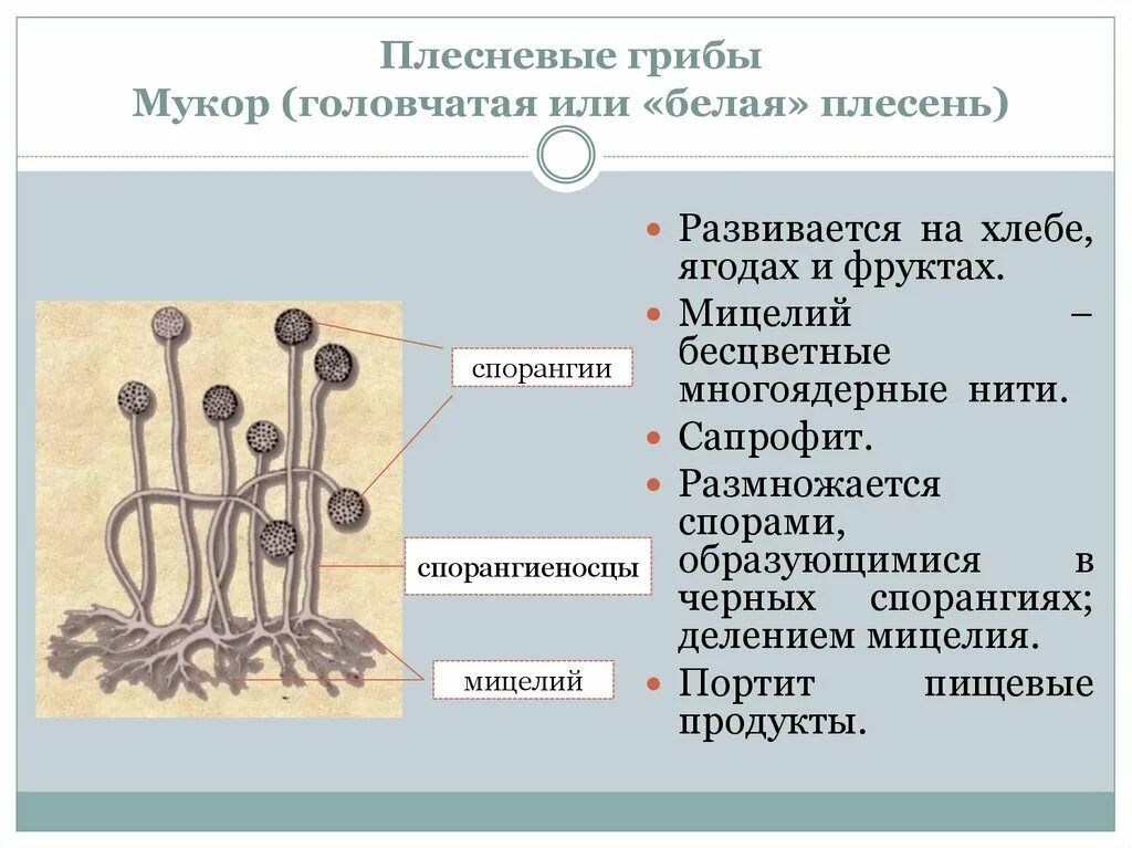 Признаки грибов мукор