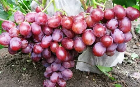 Виноград фаэтон