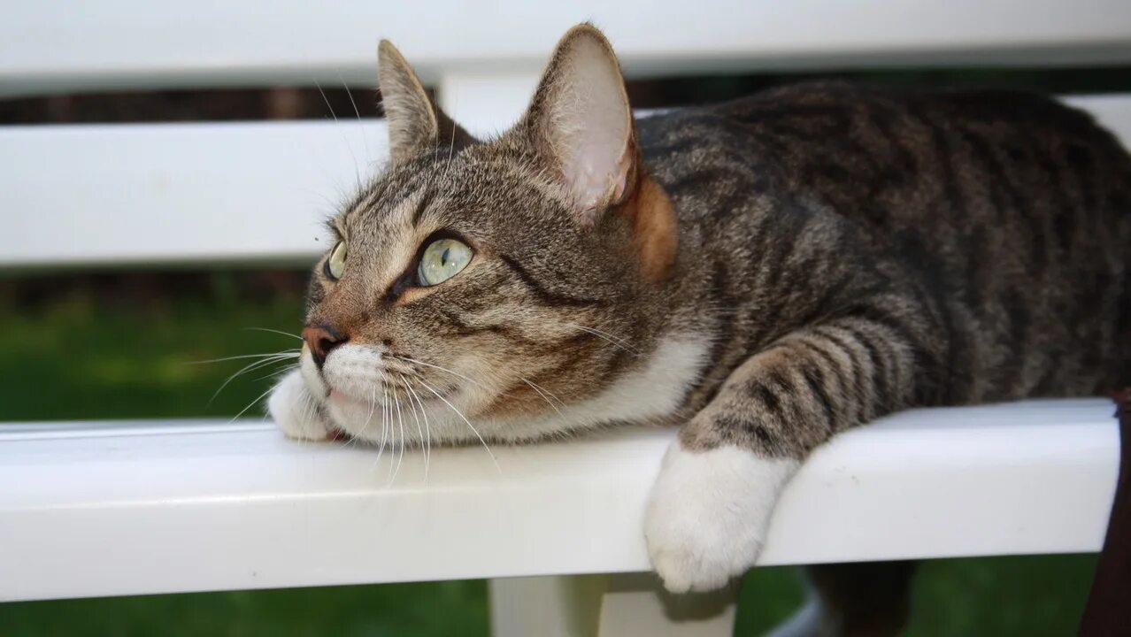 Bored cat