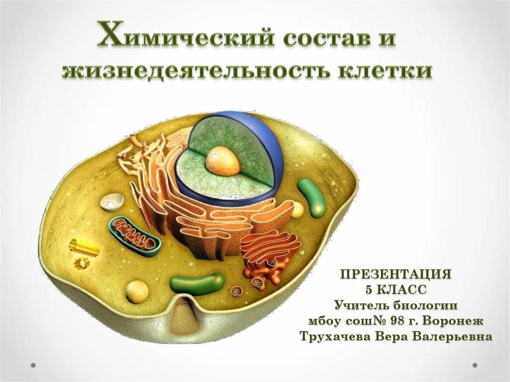 Строение и жизнедеятельность клетки 6 класс проект Животная клетка 247