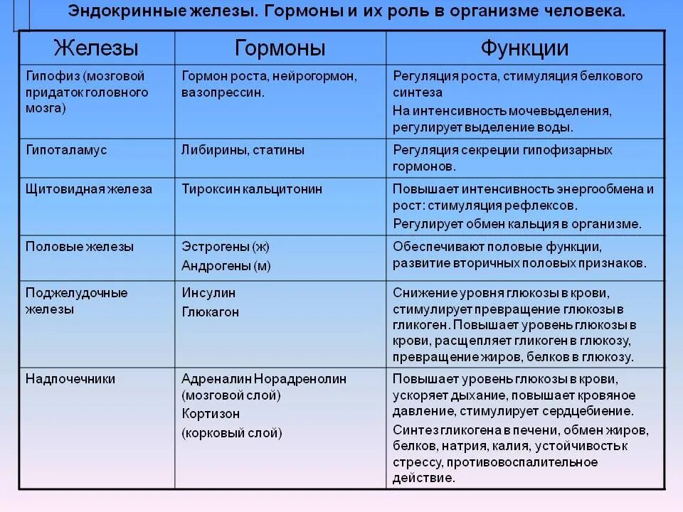 В чем состоит сходство скелета