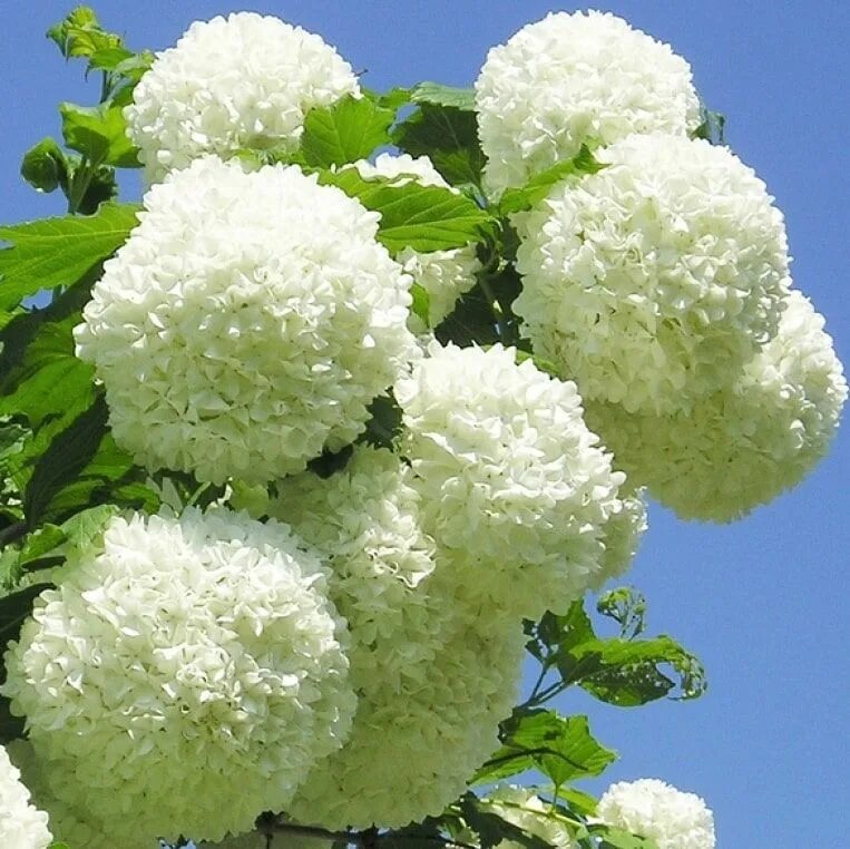 Куст цветущий белыми шарами