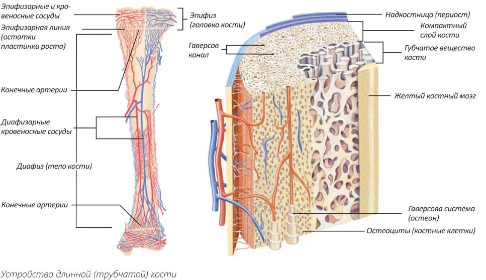 Источники кровоснабжения длинной трубчатой кости схема. Кровоснабжение трубчатой кости. Кровоснабжение длинных трубчатых костей. Строение трубчатой кости кровеносные сосуды.
