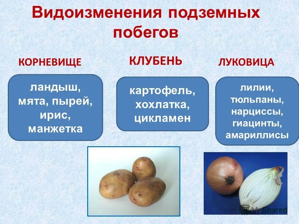 Подземные побеги корневище клубень луковица. Корневище подземный побег. Строение видоизмененных подземных побегов. Вегетативное размножение подземные видоизмененные побеги. Схема видоизмененных подземных побегов.