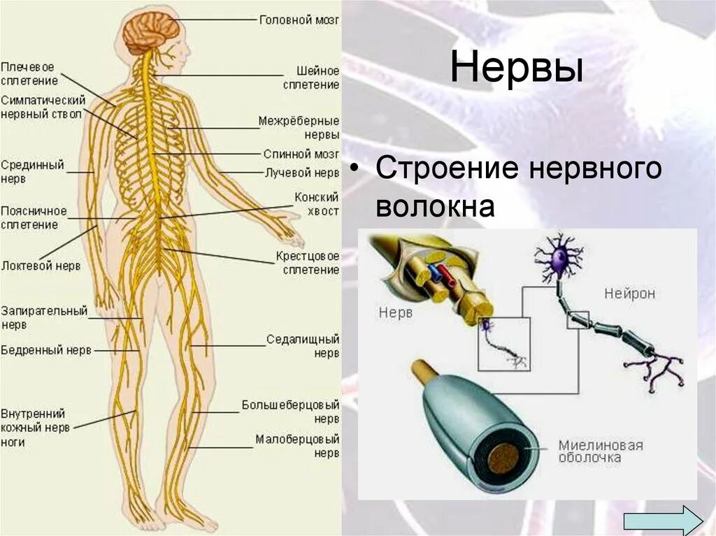 Термин нерв. Нерв строение биология. нервная система человека анатомия строение. строение нервной системы человека схема. нервная система из чего состоит схема.