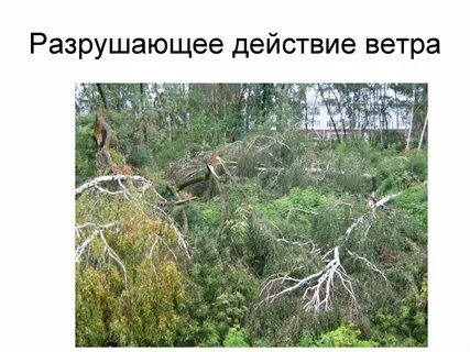 Действие ветра