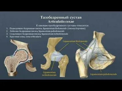 Внесуставные связки тазобедренного сустава