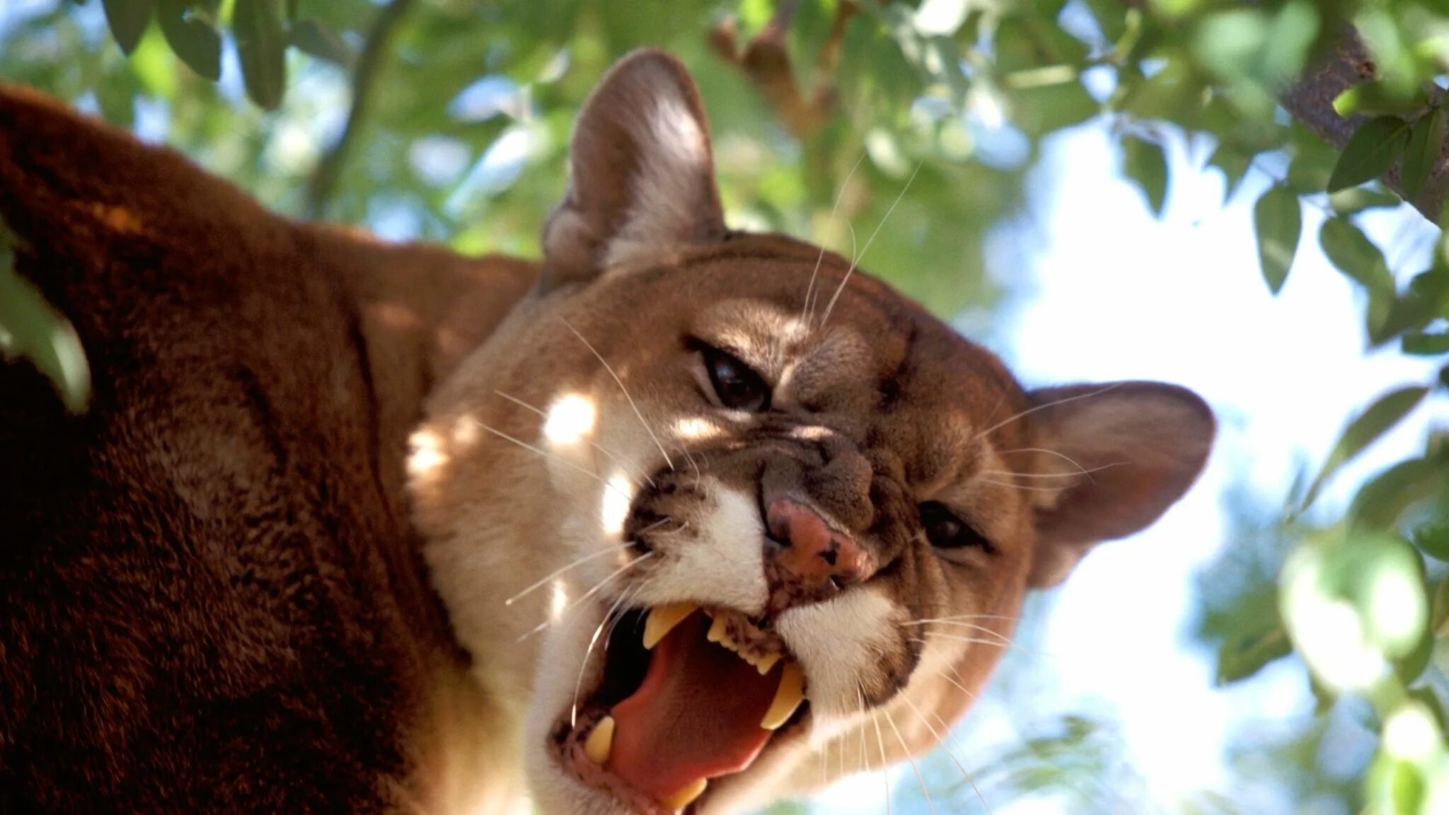 Горный лев фото животного Pin on Cougar/Mountain Lion/Puma/Panther