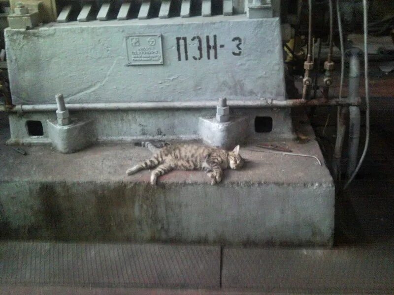 Кот на заводе мем. Кот по кличке кочегар. цеховой кот. кошки в цехе. грязный кот на заводе.