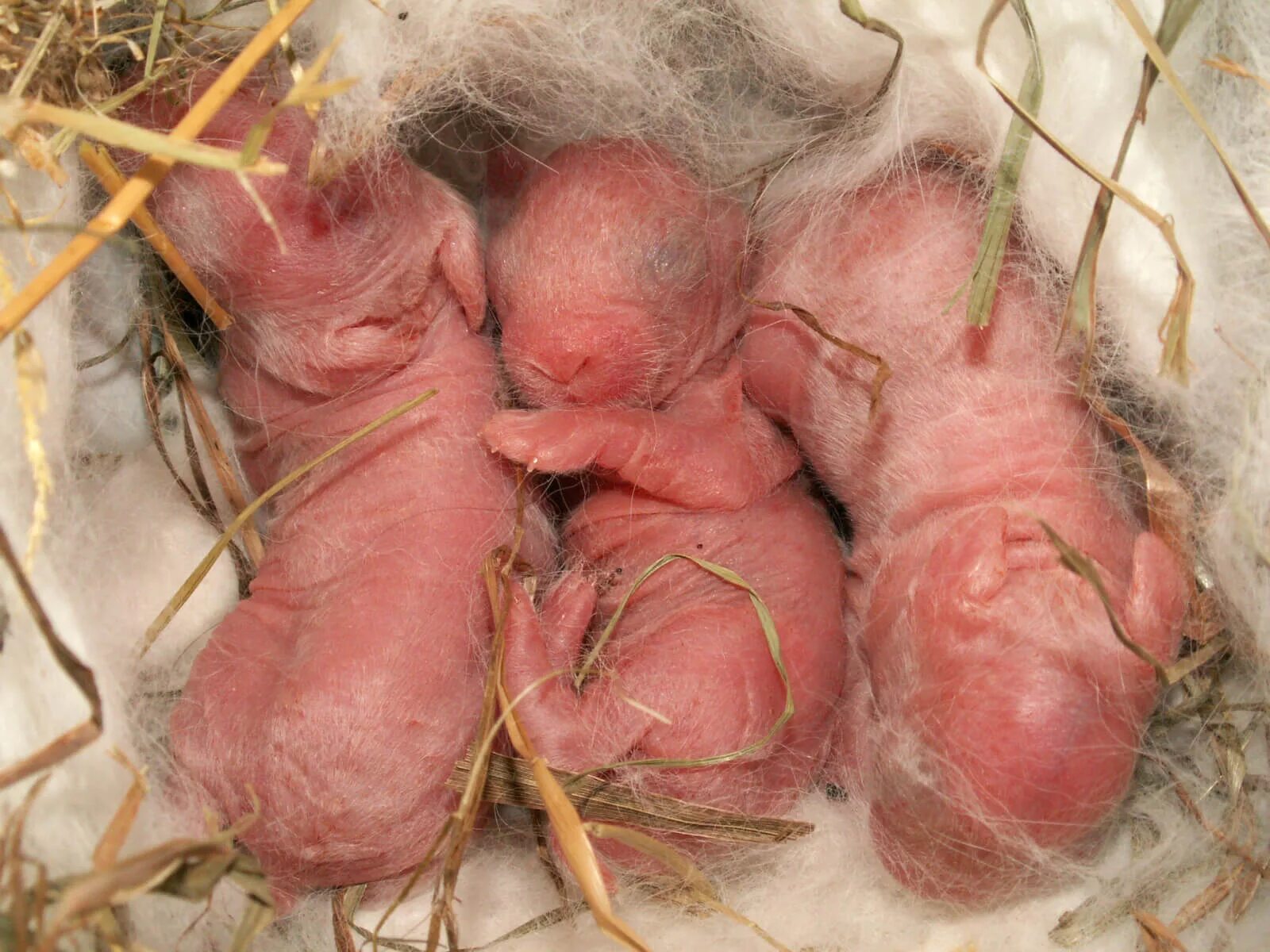 Новорожденные крольчата. Новороженныекрольчата.