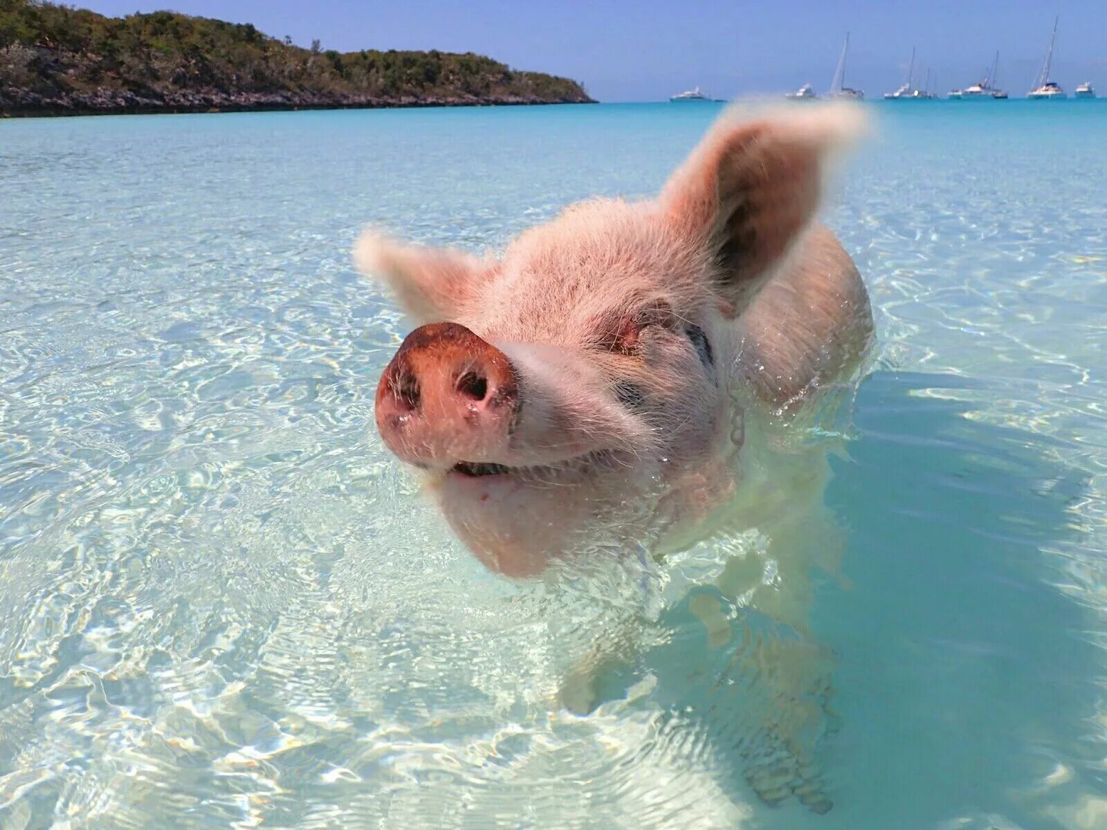 Swimming with Pigs in The Bahamas 3 Best Swim With Pigs Nassau Bahamas Excursion