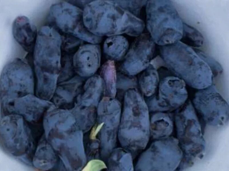 Жимолость канадская бореал бист. Жимолость канадской селекции бореал. Жимолость канадская бореал бьюти. Бореал бист жимолость. Жимолость канадская бореал близзард.