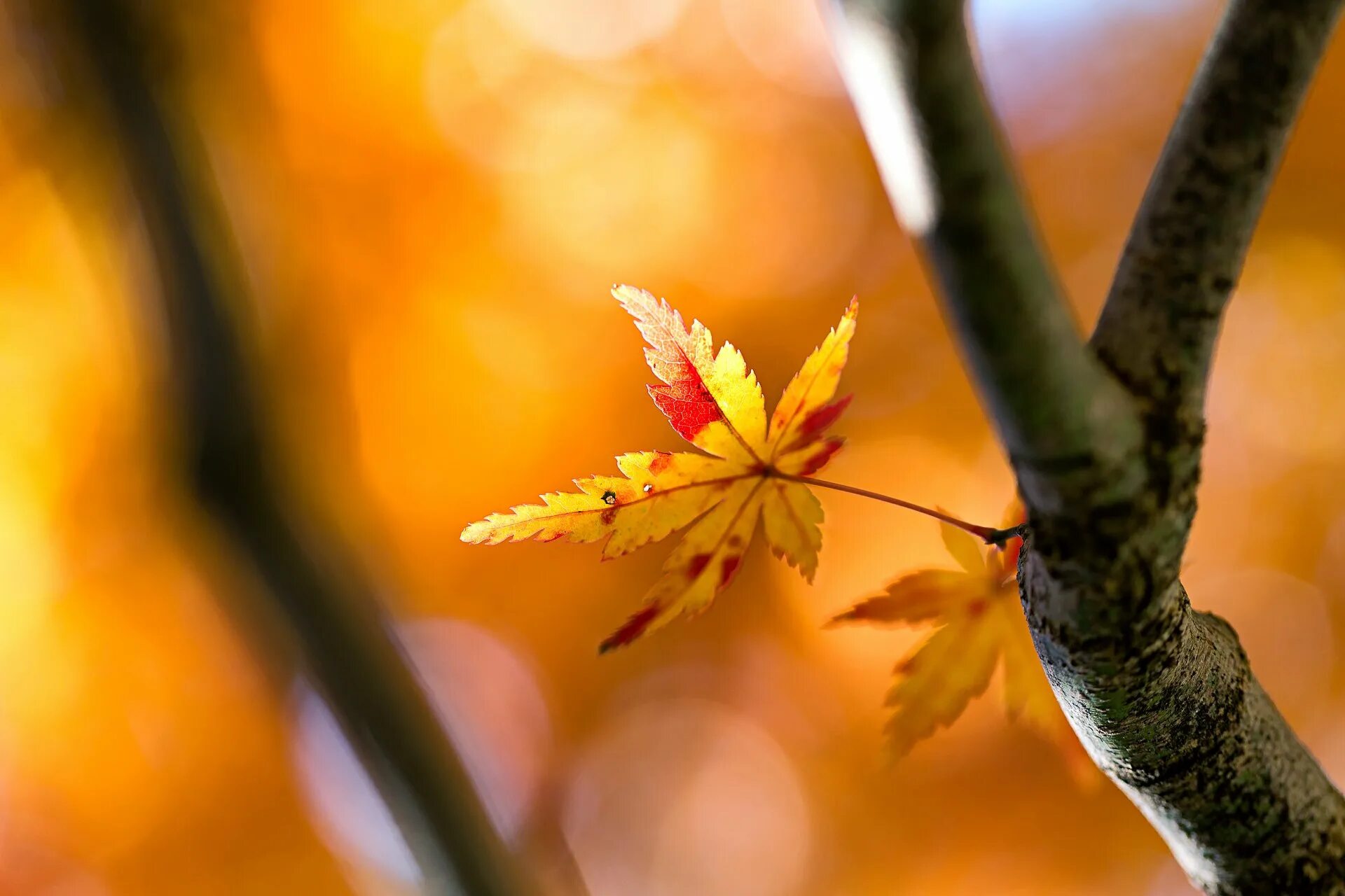 Да что говорить каждый осенний лист. Осень. Осенние листья. Осень листья солнце. Осенняя листва.