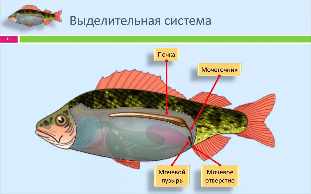 Плавательный пузырь щуки. Система органов выделения у рыб. Органы выделительной системы у рыб. Выделительная система речного окуня. Строение выделительной системы рыб схема.