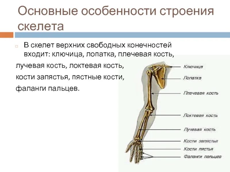 Таблица скелет верхних конечностей. Соединение костей верхних конечностей анатомия. Скелет верхних конечностей соединение костей. Кости свободной верхней конечности плечевая кость. Соединение костей свободной верхней конечности.