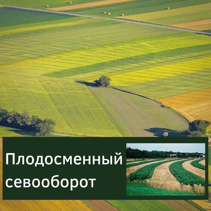 Севооборот в питомнике. Системы земледелия и севообороты. севообороты в сельском хозяйстве. плодосменный севооборот. севооборот поле.