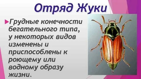 Жук 7