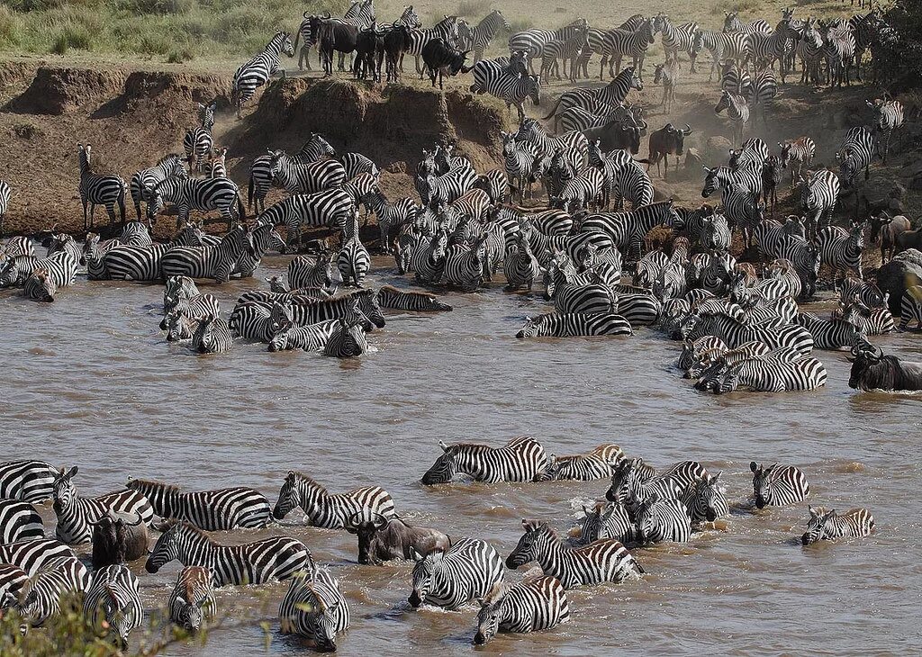 Какие животные мигрируют. Стадо зебр. Стая зебр. Миграция животных. Табун зебр.