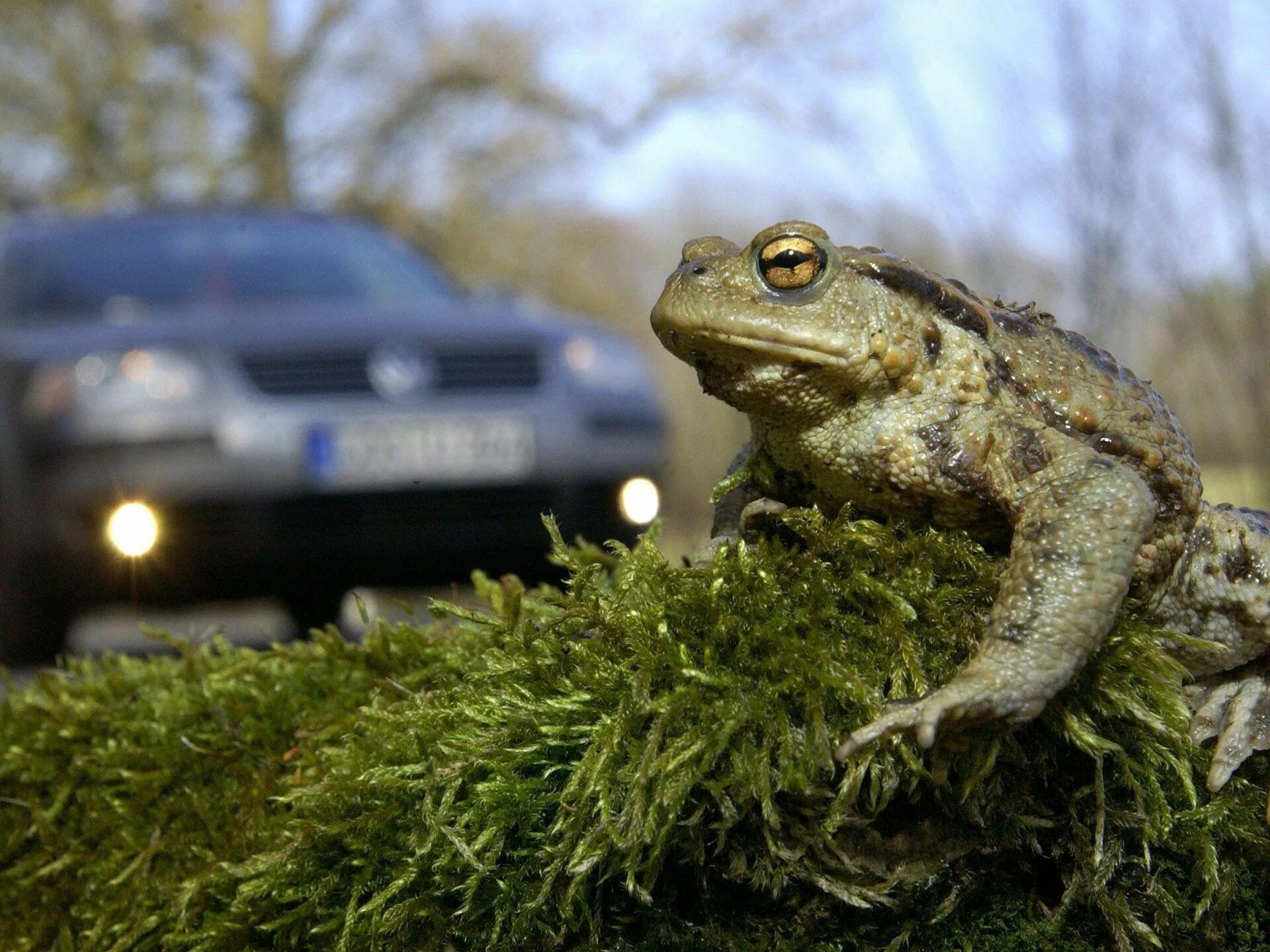 Миграция лягушек. Миграция лягушат. Спасите лягушек. Серая жаба самец. Миграция лягушек.