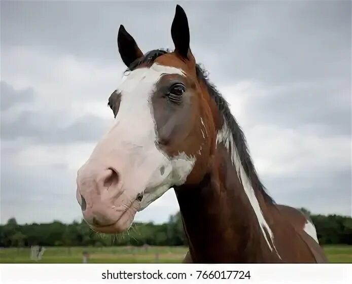 Лошади в великобритании. Размеры окон в конюшне. Horse out. Horse out. Скелет лошади в качестве.