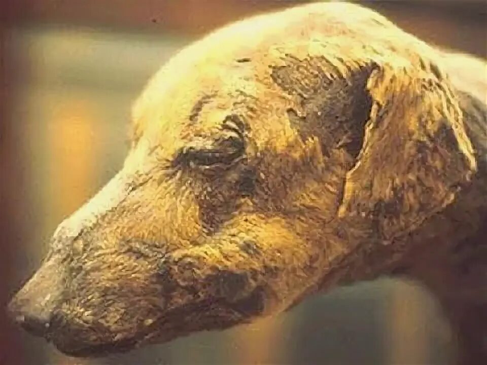 Terrorize icon. Mummy dog. Mummy dog. Мумии животных в припяти. Mummy dog.