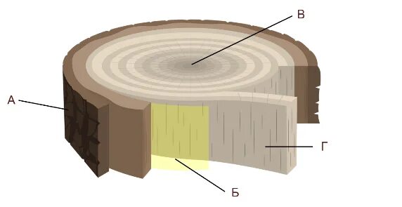 Срез коры камбий древесина. Пробковый слой коры.