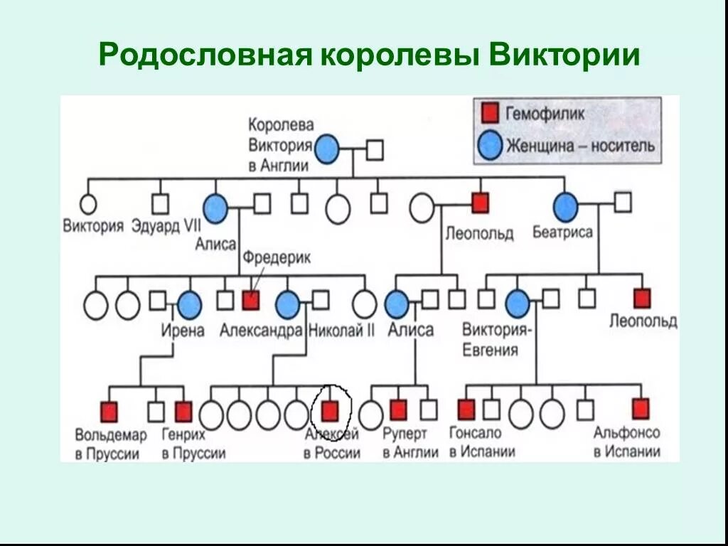 Генеалогическое дерево королевы Виктории. Генеалогическое Древо Виктории королевы Англии. Гемофилия виктории