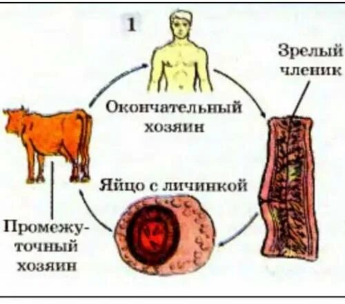 Жизненный цикл бычьего цепня. Плоские черви жизненный цикл бычьего цепня. Бычьи цепни цикл развития. Цикл развития невооруженного бычьего цепня.