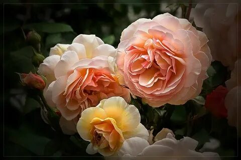 French rose