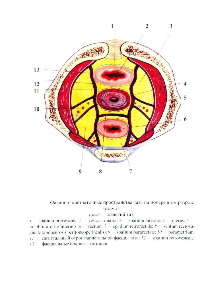 Фасции мочеполовой диафрагмы. Клетчаточные пространства таза схема. Клетчаточные пространства малого таза. Поперечный распил малого таза 2 этаж схема. Малый таз клетчаточные пространства.