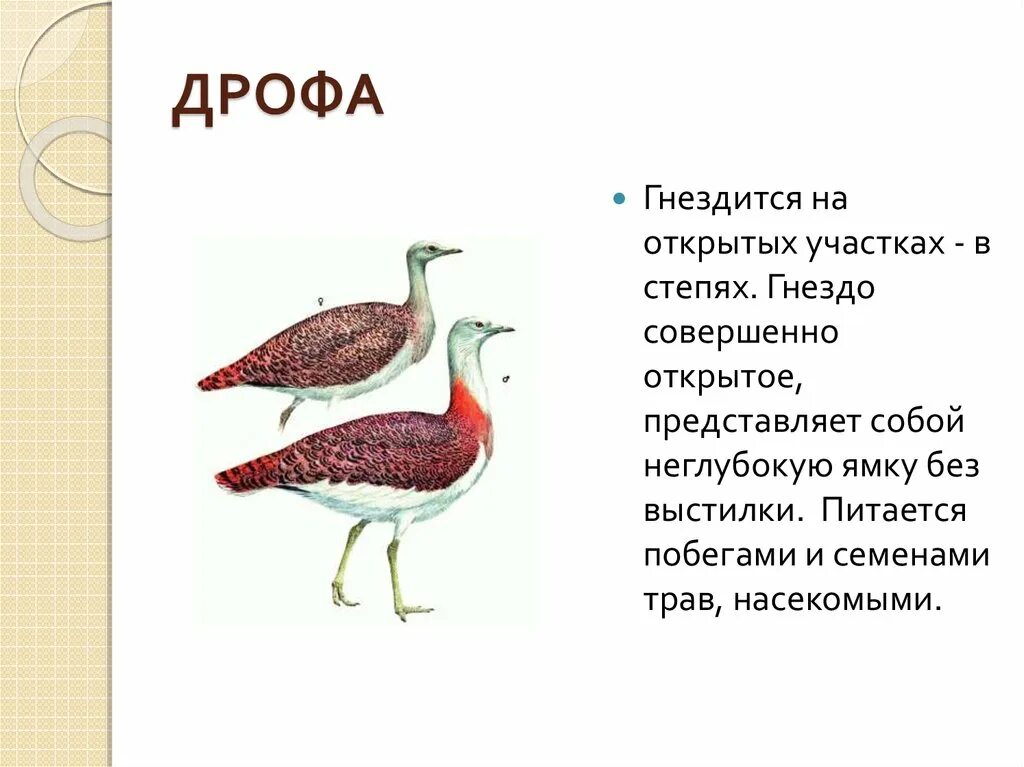 Какие животные башкирии занесены в красную книгу. Животные башкирии занесенные в красную книгу. растения и животные занесенные в красную книгу башкортостана. животные из красной книги башкортостана. птицы из красной книги башкортостана.