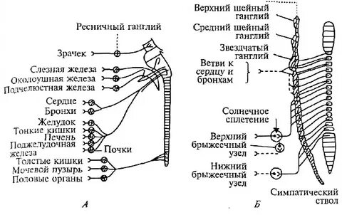 Верхний шейный узел