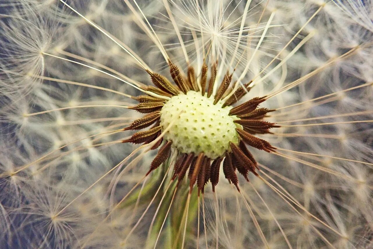 одуванчик новокамчатский. одуванчик плоды семена. семянка одуванчика строение. татарник пух. одуванчик лекарственный – taraxacum officinale.