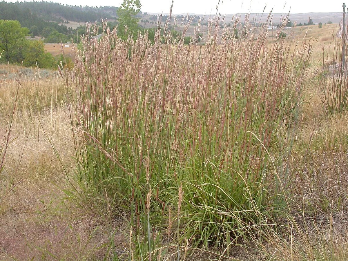 Трава бородач. Бородач жерарди (andropogon gerardii). Схизахириум метельчатый prairie blues. Бородач жерарди (andropogon gerardii). Аристида растение.