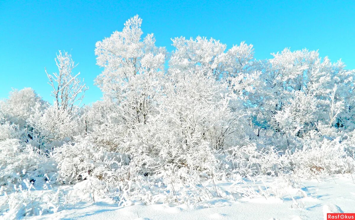 снежная зима. зимушка зима сыктывкар 2024. зимушка зима картинки. эх зимушка зима. зимушка зима.
