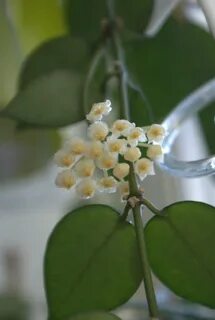 Лакуноза эскимо фото