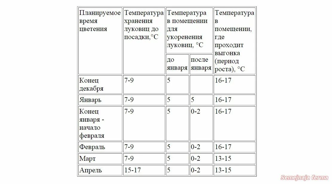 При какой температуре хранят тюльпаны без воды. Температурный режим для тюльпанов. Оптимальная температура для хранения тюльпанов. Оптимальная температура для высадки луковичных. Температура хранения тюльпанов.