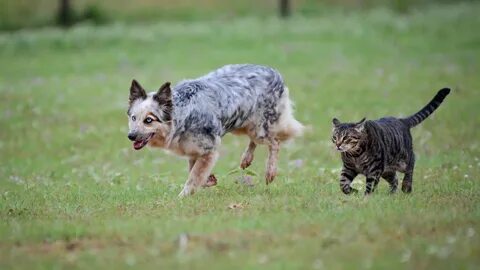 Фотограф гоняющийся за кошками и собаками