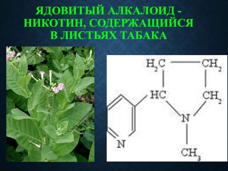 Алкалоид никотин. Ядовитые алкалоиды. Алкалоиды табака. Алкалоиды это яд. Алкалоид в чайных листьях