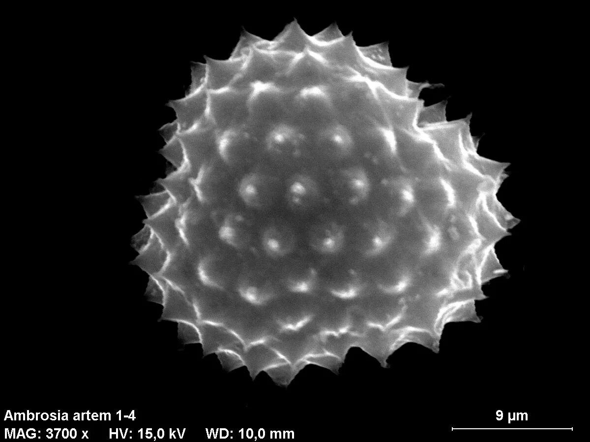 Размер пыльцы. Пыльцевые зерна амброзии. Пыльца амброзии под микроскопом. Размер пыльцы амброзии. Пыльца от амброзии.