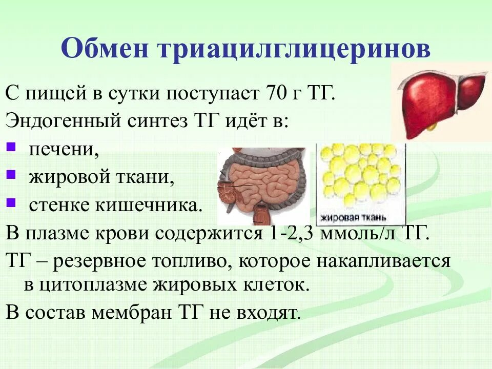 Жировая печень что пить. Синтез триацилглицеридов в печени и жировой ткани. Биосинтез жиров в печени и жировой ткани. Синтез триацилглицерина в печени. Депонирование и мобилизация жиров в жировой ткани.