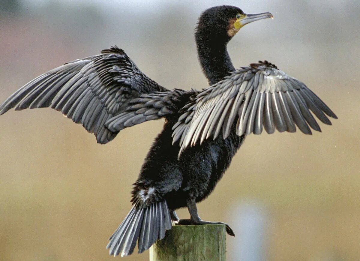 Черный Корморан птица. Чёрный Баклан птица. Черная птица 2022. Черная водоплавающая птица.