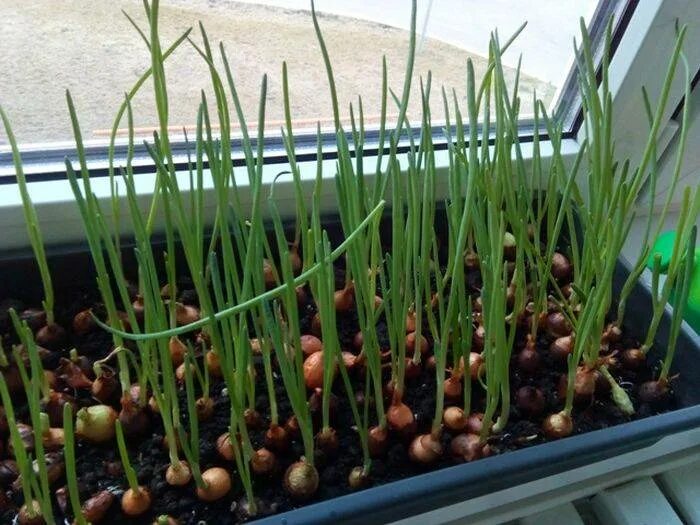 Как посадить лук севок на подоконнике. Лук на зелень на подоконнике. Лук батун многоярусный. Лук севок зеленый. Лук севок на зелень.