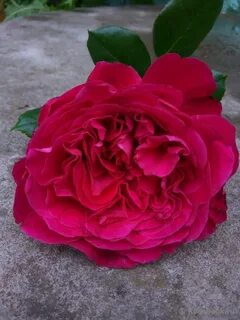 Katie's rose